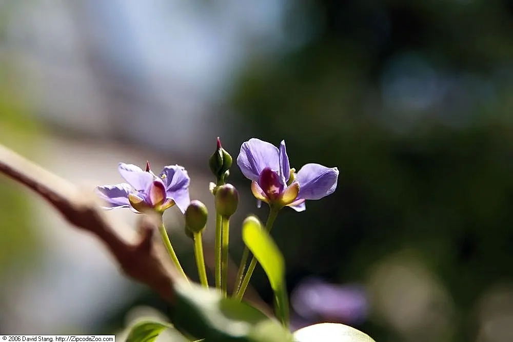 Lignum Vitae (Guaiacum Sanctum) — Its hard, durable wood and resinous sap with reputed medicinal properties add further value; is a quintessential specimen for