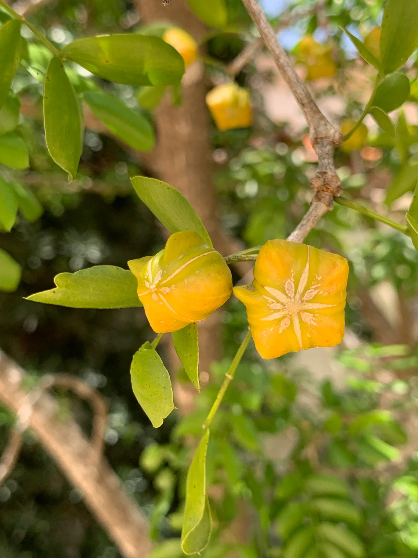 Lignum Vitae (Guaiacum Sanctum) — It\'s hardy to USDA Zone 10, able to withstand temperatures as low as 30&deg;F without significant damage; making, image 89