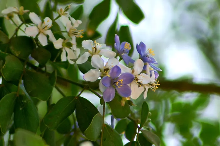 Lignum Vitae (Guaiacum Sanctum) — blue flowers in the garden; ornamental foliage and clusters of blue flowers, image 74