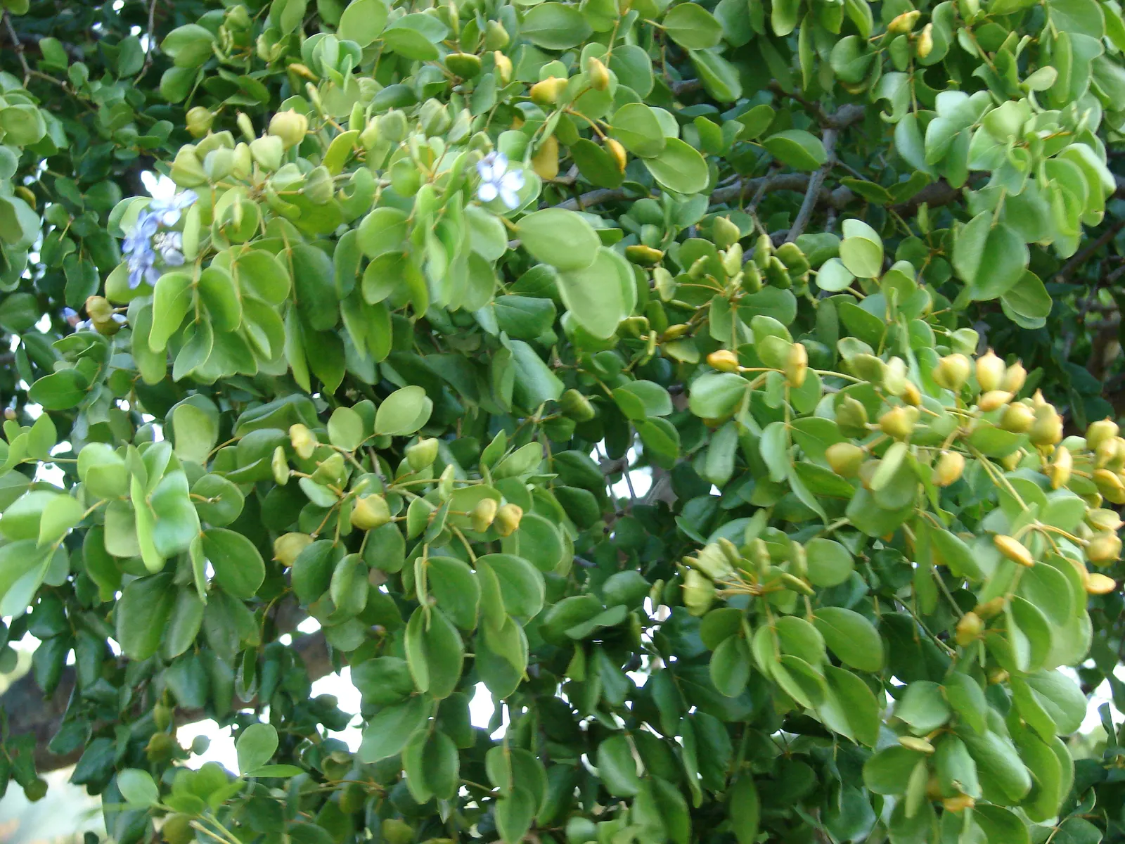 Lignum Vitae (Guaiacum Sanctum) — This native to the Caribbean and parts of the Americas reaches up to 30 ft in height; tree with blue blooms, image 79