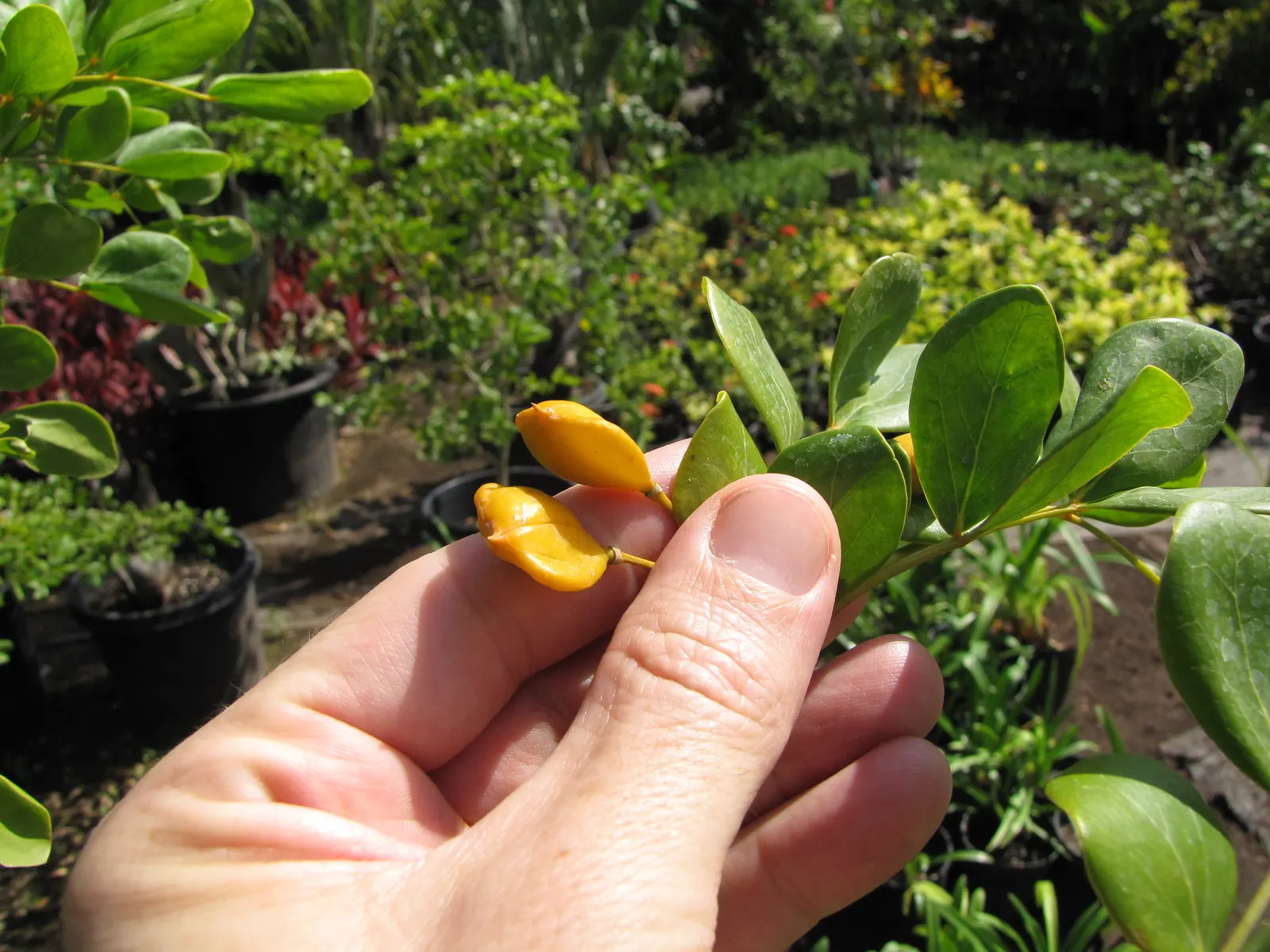 Lignum Vitae (Guaiacum Sanctum) — often followed by the appearance of yellow-orange fruits that are about 1 inch in diameter; this native to the, image 85