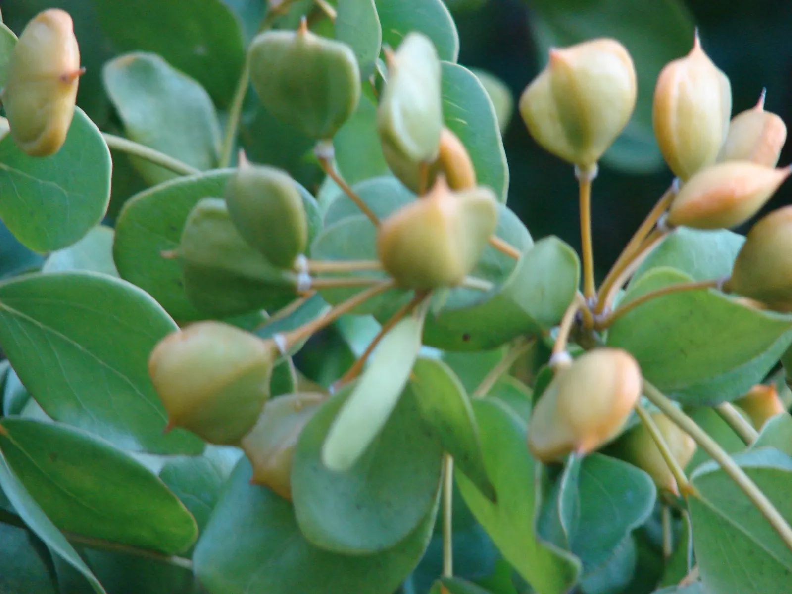Lignum Vitae (Guaiacum Sanctum) — Its dense canopy is composed of compound leaves; the wood is so heavy that it sinks in water