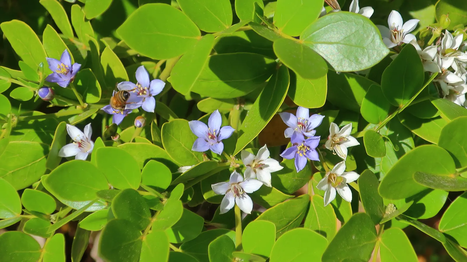 Lignum Vitae (Guaiacum Sanctum) — Its dense canopy is composed of compound leaves
