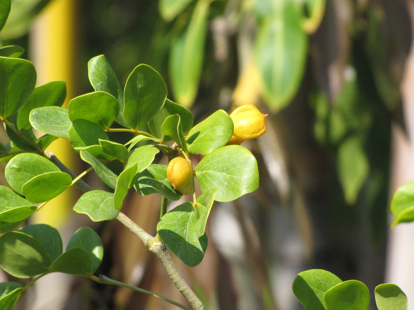 Lignum Vitae (Guaiacum Sanctum) — tree with blue blooms; often followed by the appearance of yellow-orange fruits that are about 1 inch in diameter, image 75