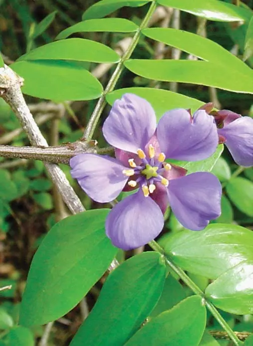Lignum Vitae (Guaiacum Sanctum) — It\'s hardy to USDA Zone 10, able to withstand temperatures as low as 30&deg;F without significant damage