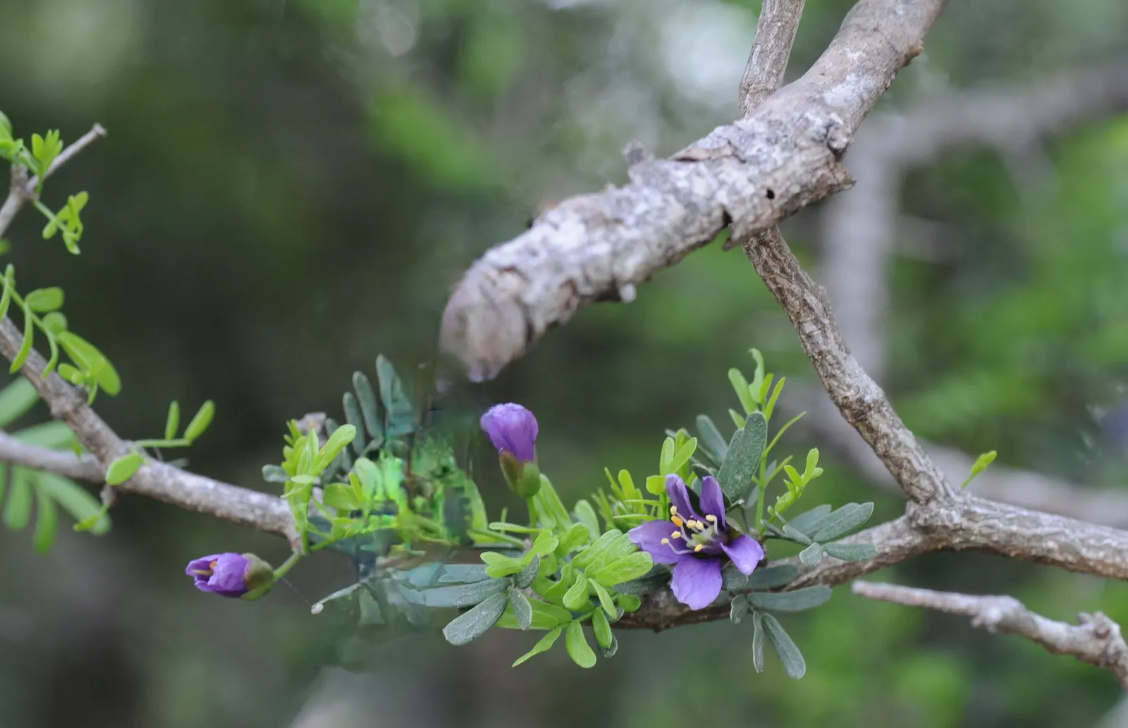Lignum Vitae (Guaiacum Sanctum) — the Lignum vitae offers a blend of utility; its dense canopy is composed of compound leaves, image 72