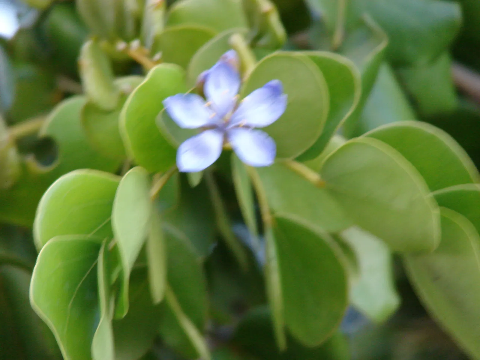 Lignum Vitae (Guaiacum Sanctum) — often followed by the appearance of yellow-orange fruits that are about 1 inch in diameter; this native to the, image 66