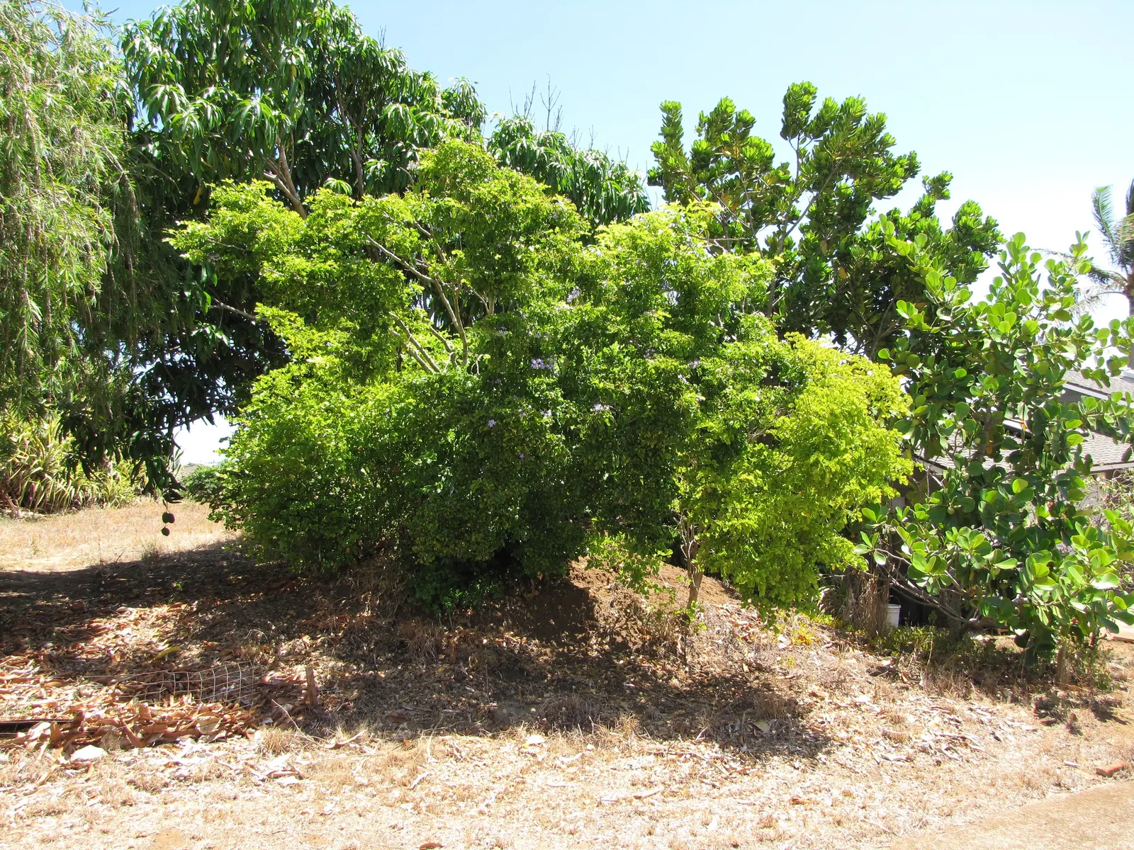 Lignum Vitae (Guaiacum Sanctum) — Its dense canopy is composed of compound leaves; the wood is so heavy that it sinks in water, image 64