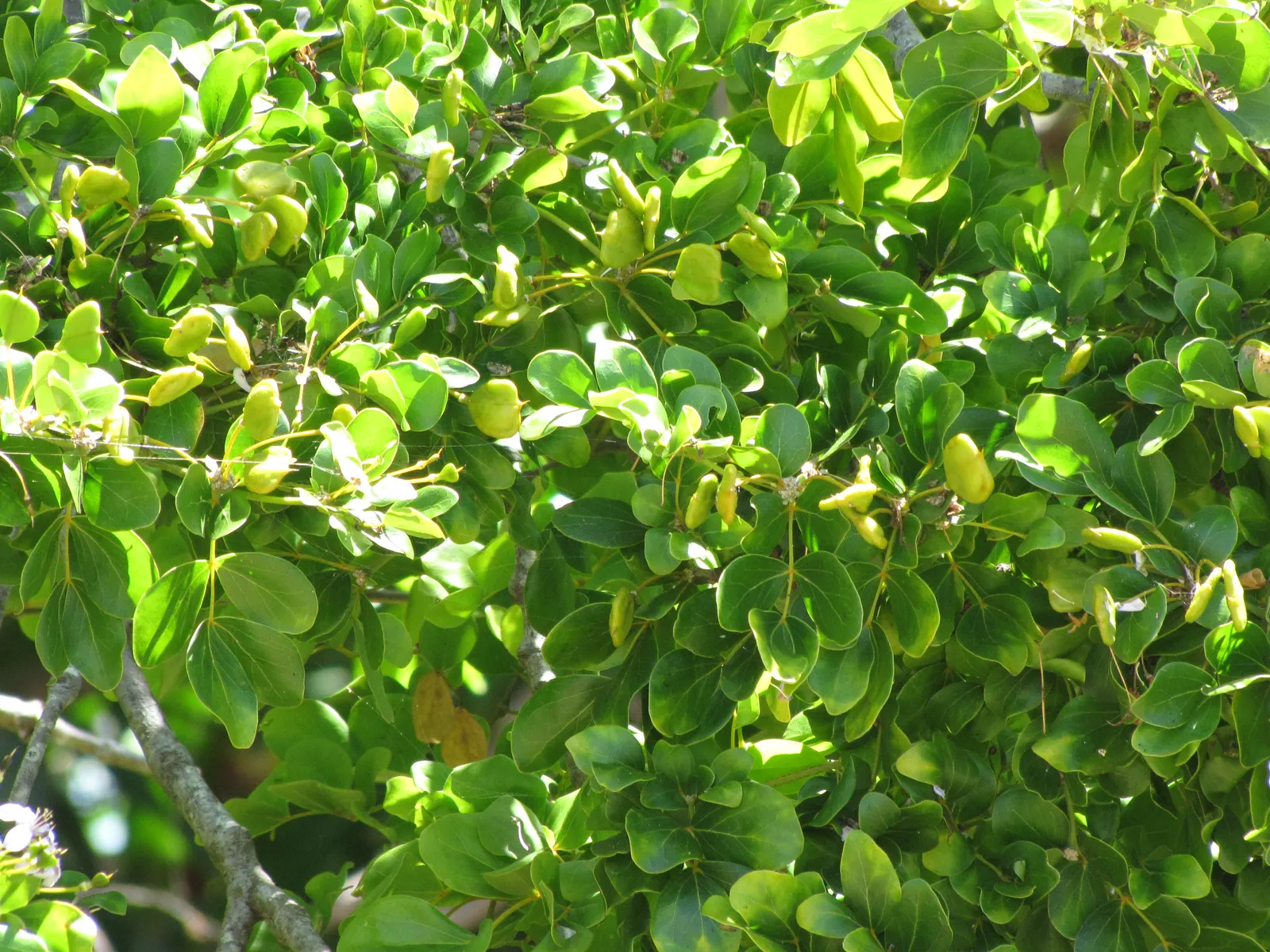 Lignum Vitae (Guaiacum Sanctum) — Whether utilized as a focal point or a shade provider