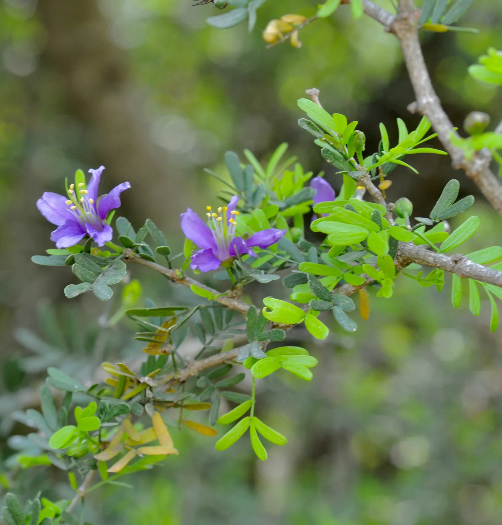 Lignum Vitae (Guaiacum Sanctum) — making it a sustainable choice for xeriscaping; prefers full sun to partial shade and well-drained soil, image 88