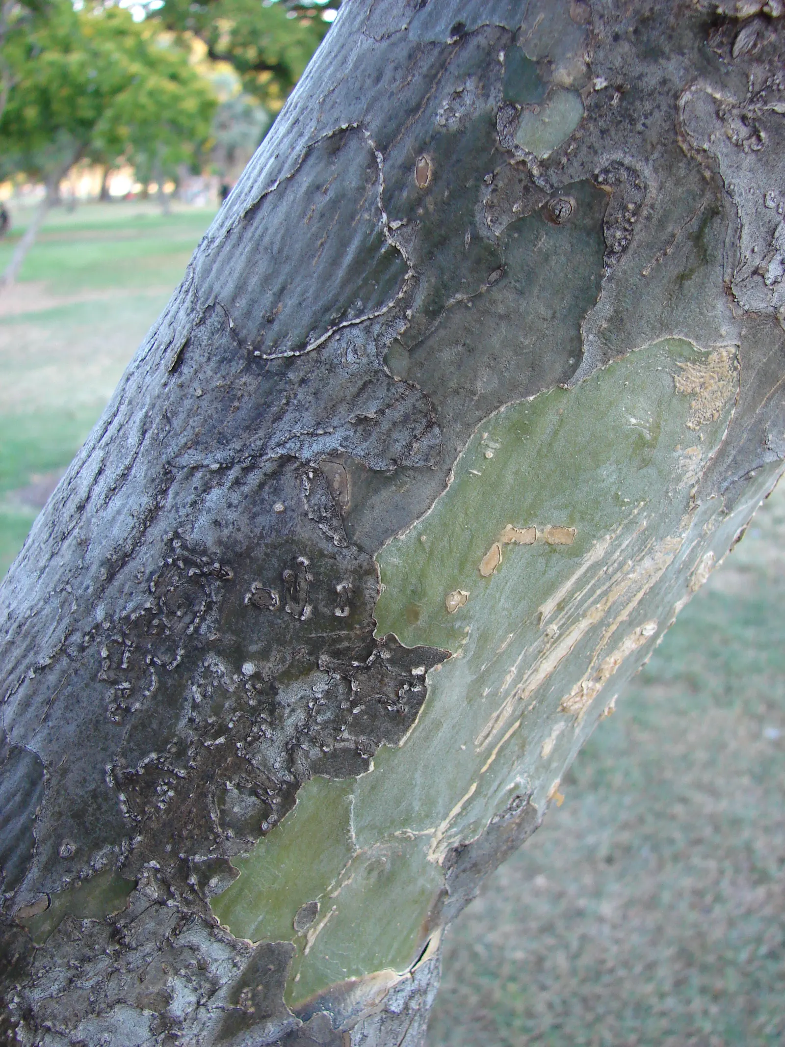 Lignum Vitae (Guaiacum Sanctum) — tree with blue blooms; often followed by the appearance of yellow-orange fruits that are about 1 inch in diameter