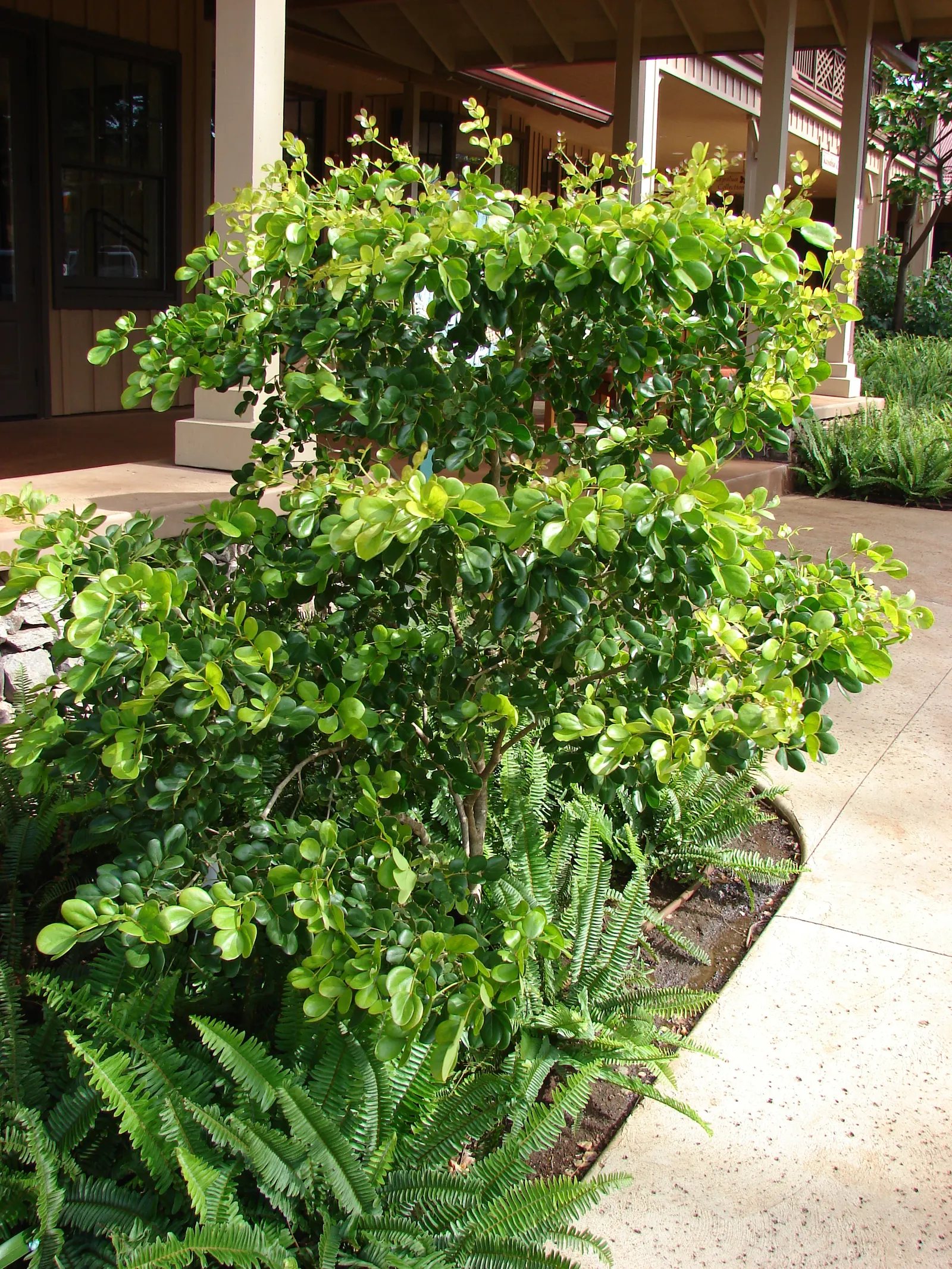 Lignum Vitae (Guaiacum Sanctum) — Whether utilized as a focal point or a shade provider; tree for full or half