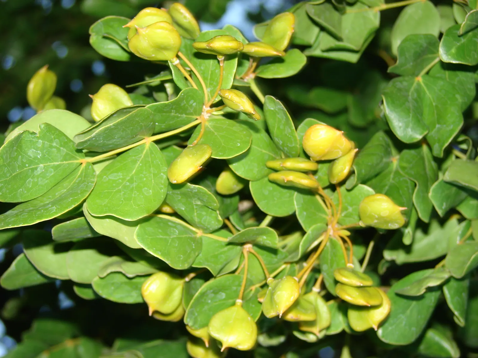 Lignum Vitae (Guaiacum Sanctum) — tree with blue blooms; often followed by the appearance of yellow-orange fruits that are about 1 inch in diameter, image 56