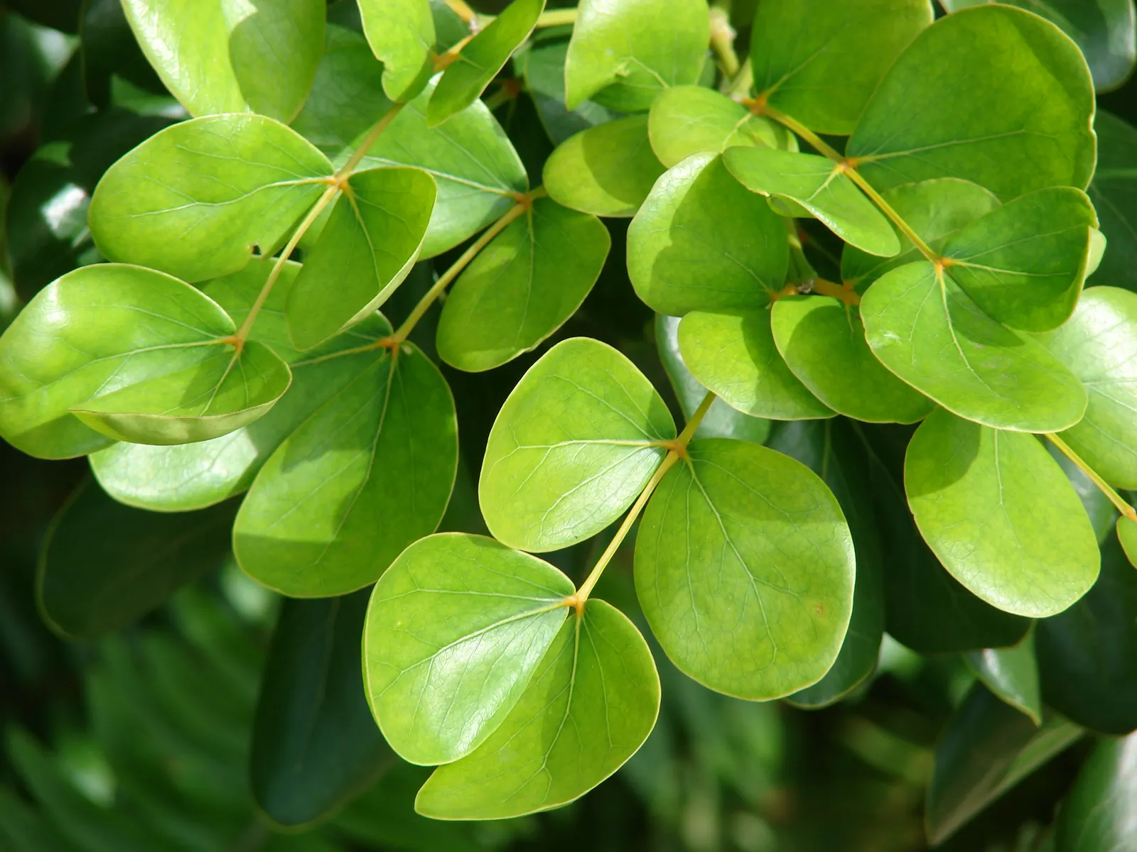 Lignum Vitae (Guaiacum Sanctum) — ornamental foliage and clusters of blue flowers; guaiacum sanctum requires minimal water once established, image 78