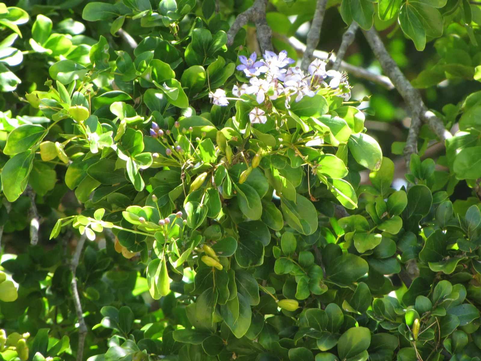 Lignum Vitae (Guaiacum Sanctum) — The wood is so heavy that it sinks in water; the Lignum vitae offers a blend of utility