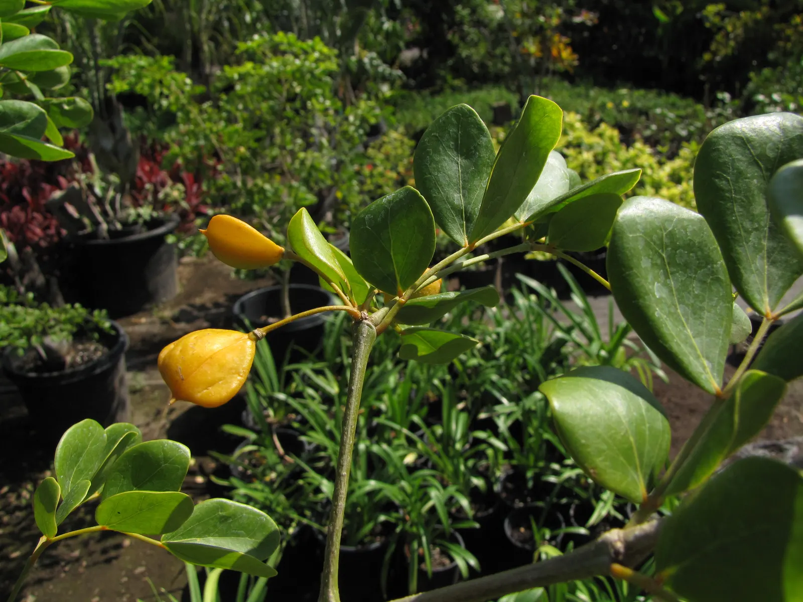 Lignum Vitae (Guaiacum Sanctum) — These elements not only add aesthetic value but also attract a diverse array of wildlife