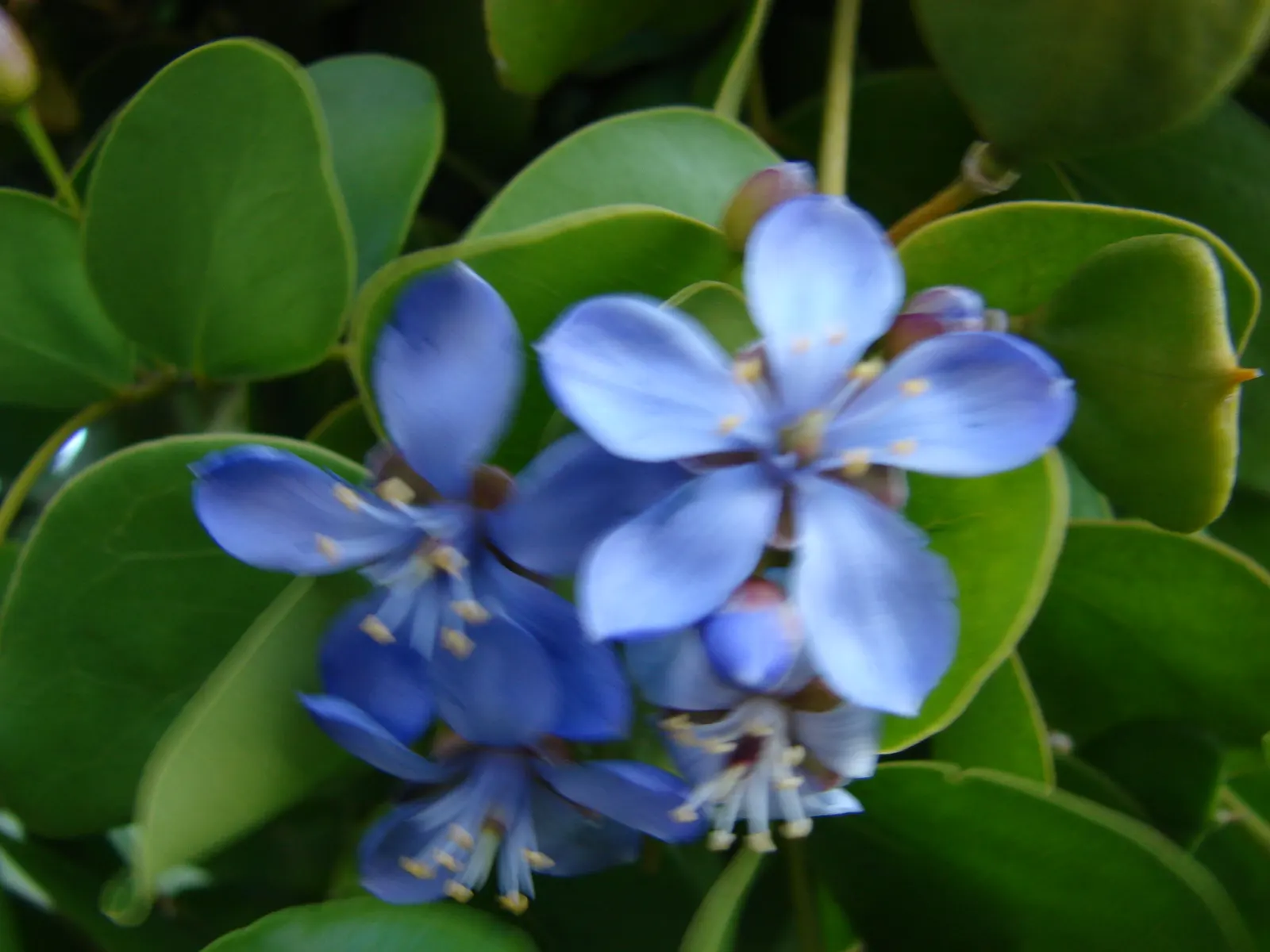 Lignum Vitae (Guaiacum Sanctum) — Its hard, durable wood and resinous sap with reputed medicinal properties add further value; is a quintessential, image 42