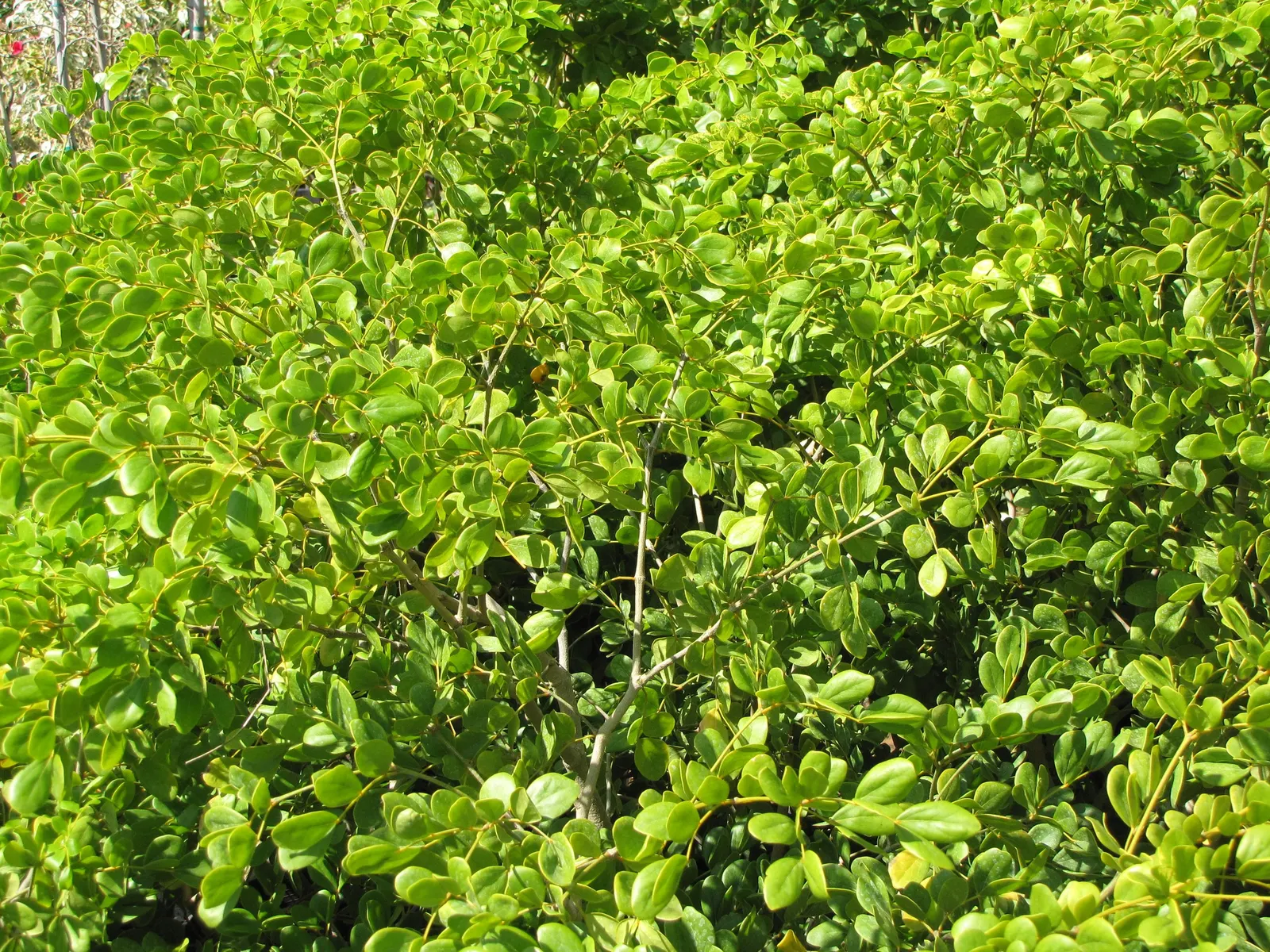 Lignum Vitae (Guaiacum Sanctum) — the Lignum vitae offers a blend of utility; its dense canopy is composed of compound leaves, image 91