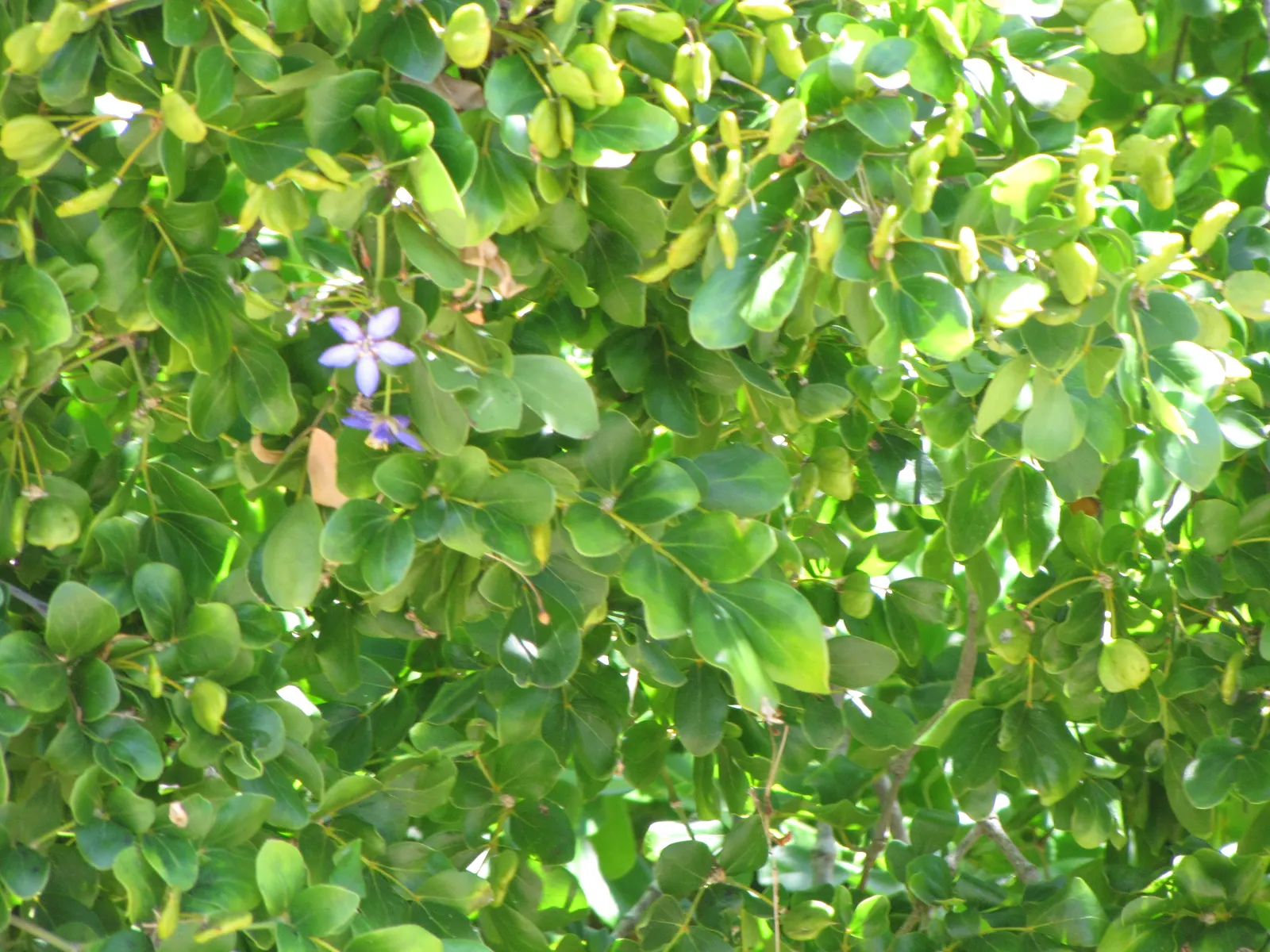 Lignum Vitae (Guaiacum Sanctum) — tree for full or half; and resilience that can significantly enhance a landscape\'s design and functionality