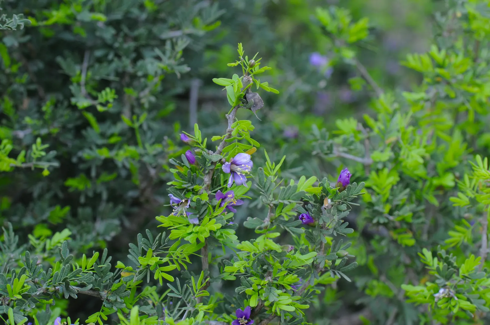 Lignum Vitae (Guaiacum Sanctum) — tree for full or half