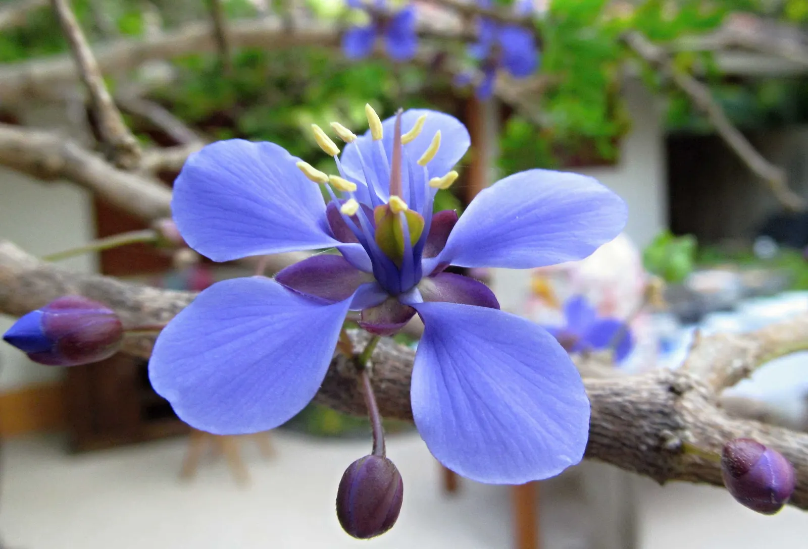 Lignum Vitae (Guaiacum Sanctum) — The wood is so heavy that it sinks in water; the Lignum vitae offers a blend of utility, image 84