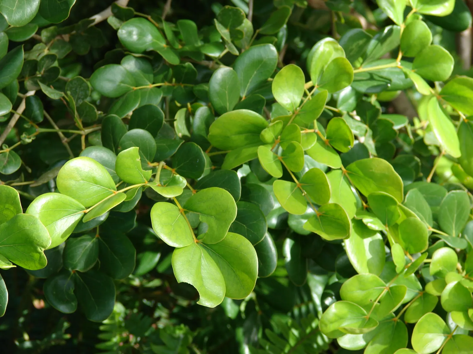 Lignum Vitae (Guaiacum Sanctum) — Prefers full sun to partial shade and well-drained soil; drought-tolerant once established; it\'s hardy to USDA, image 43