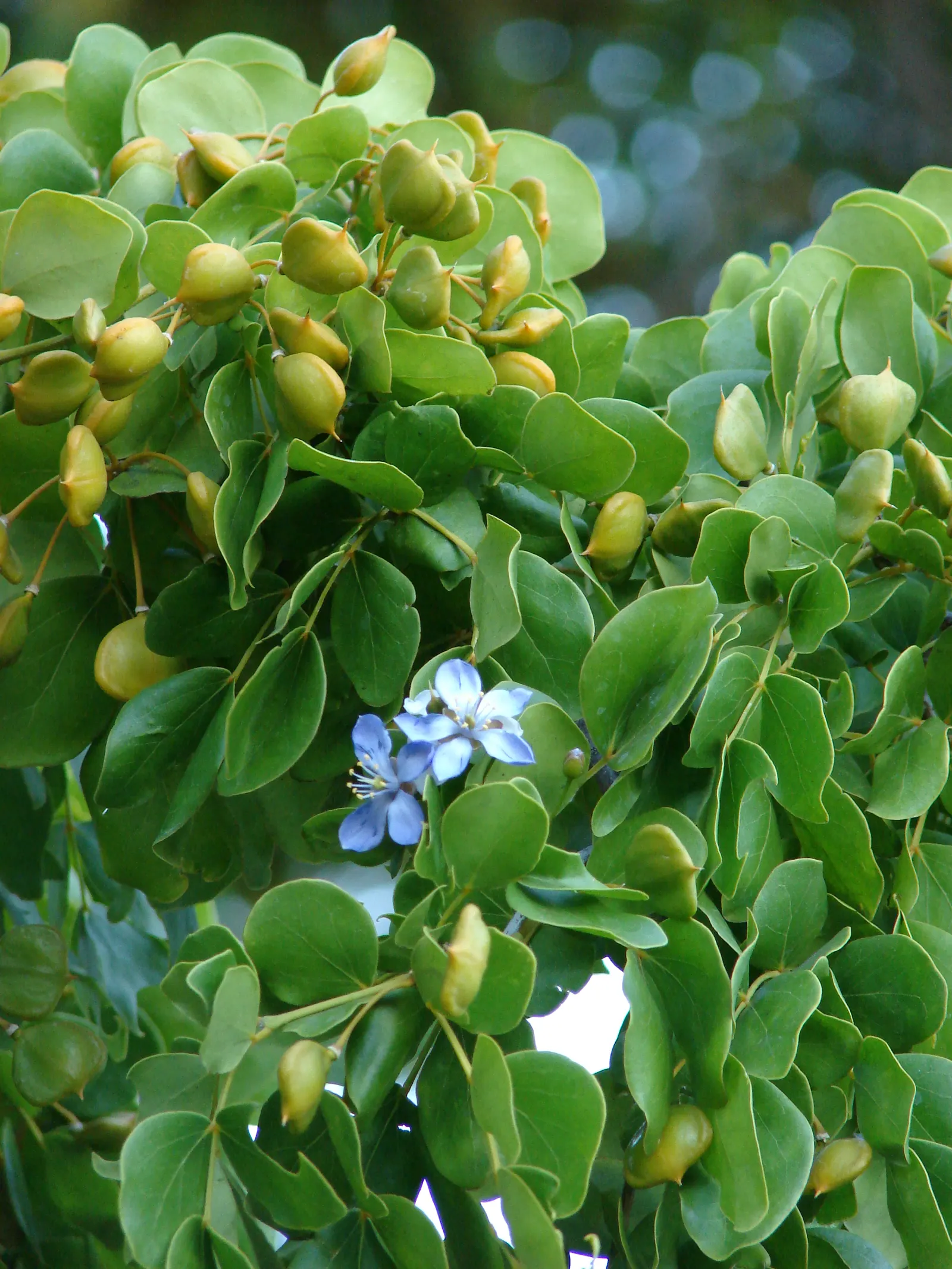 Lignum Vitae (Guaiacum Sanctum) — is a quintessential specimen for any garden that values durability and exotic charm; lignum vitae (Guaiacum, image 82