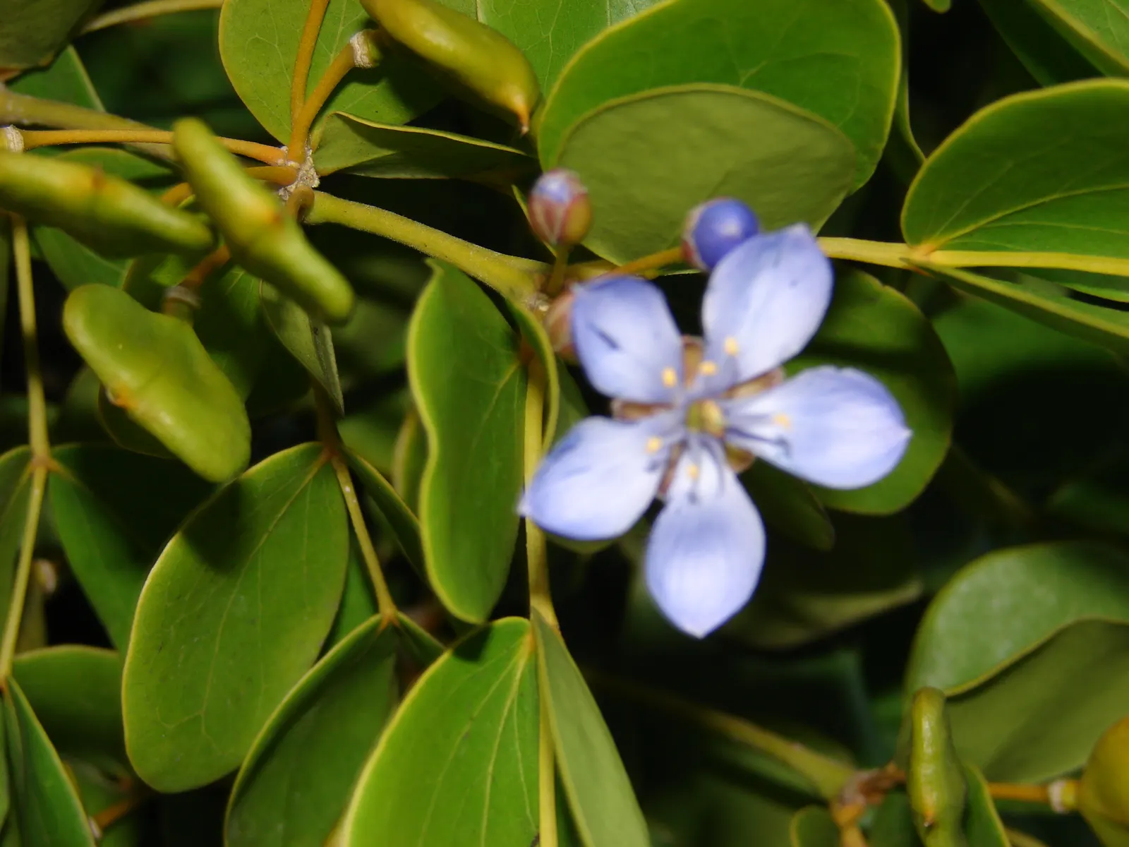 Lignum Vitae (Guaiacum Sanctum) — and resilience that can significantly enhance a landscape\'s design and functionality