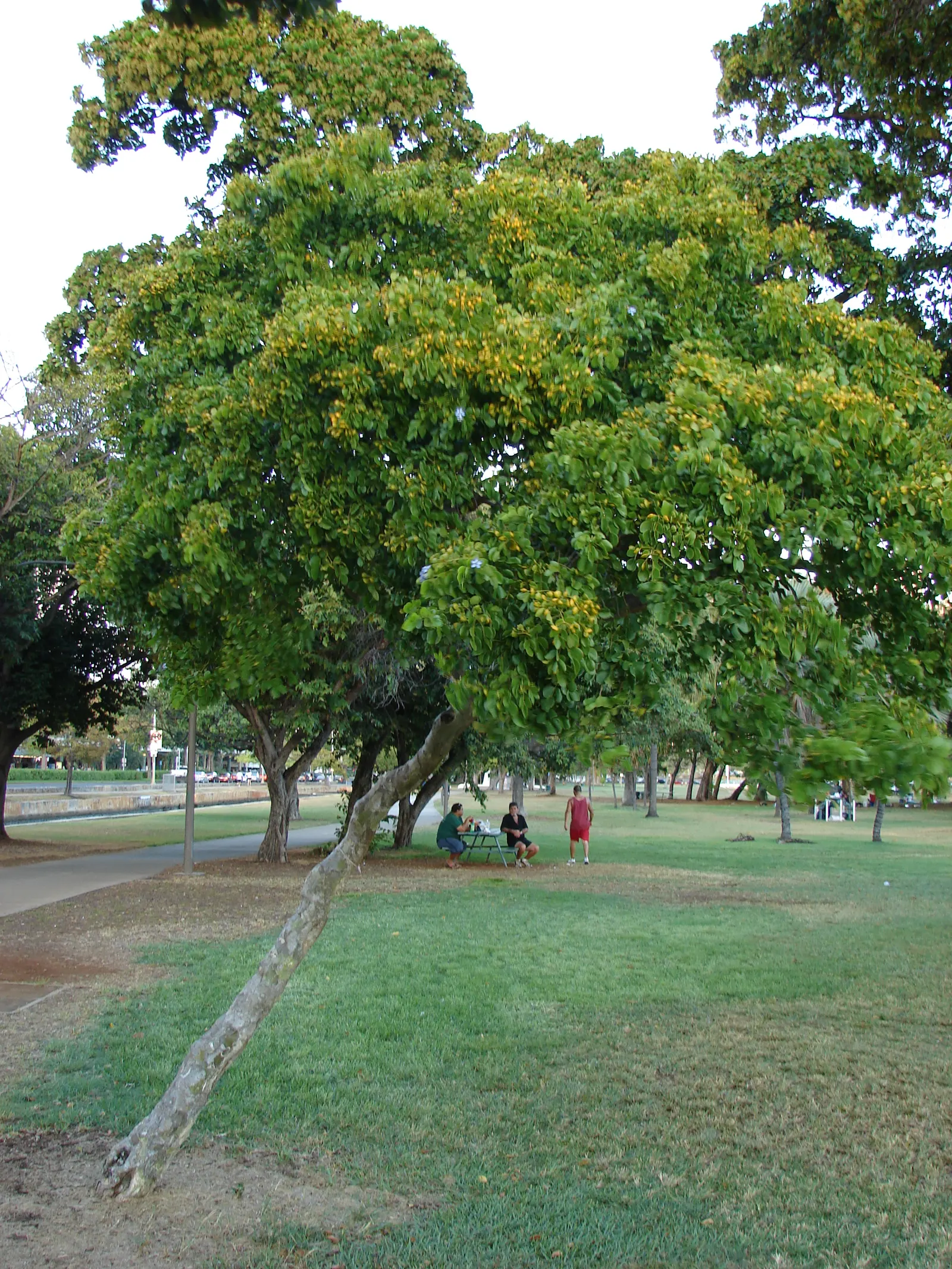 Lignum Vitae (Guaiacum Sanctum) — is a quintessential specimen for any garden that values durability and exotic charm