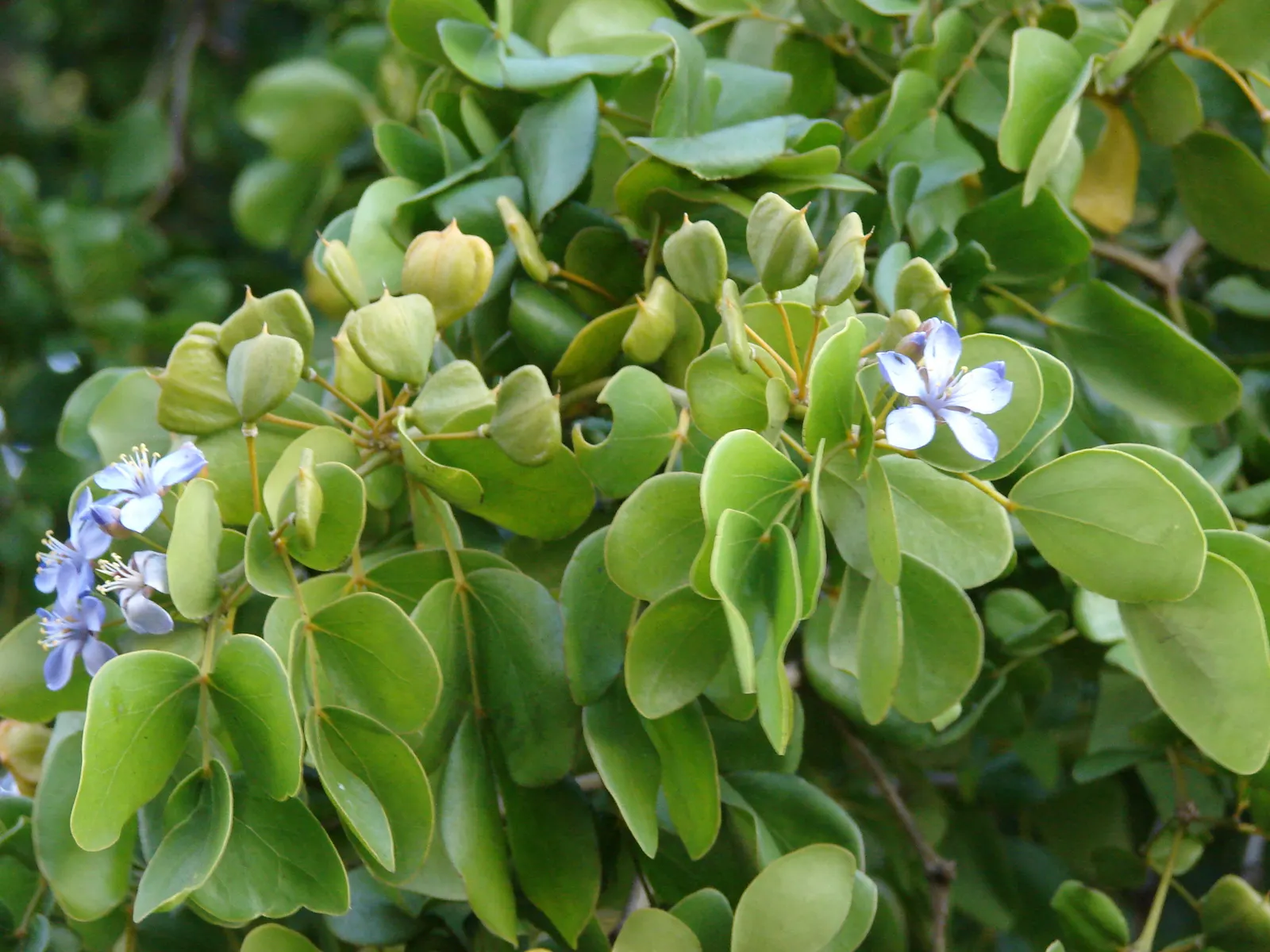 Lignum Vitae (Guaiacum Sanctum) — These elements not only add aesthetic value but also attract a diverse array of wildlife, image 67
