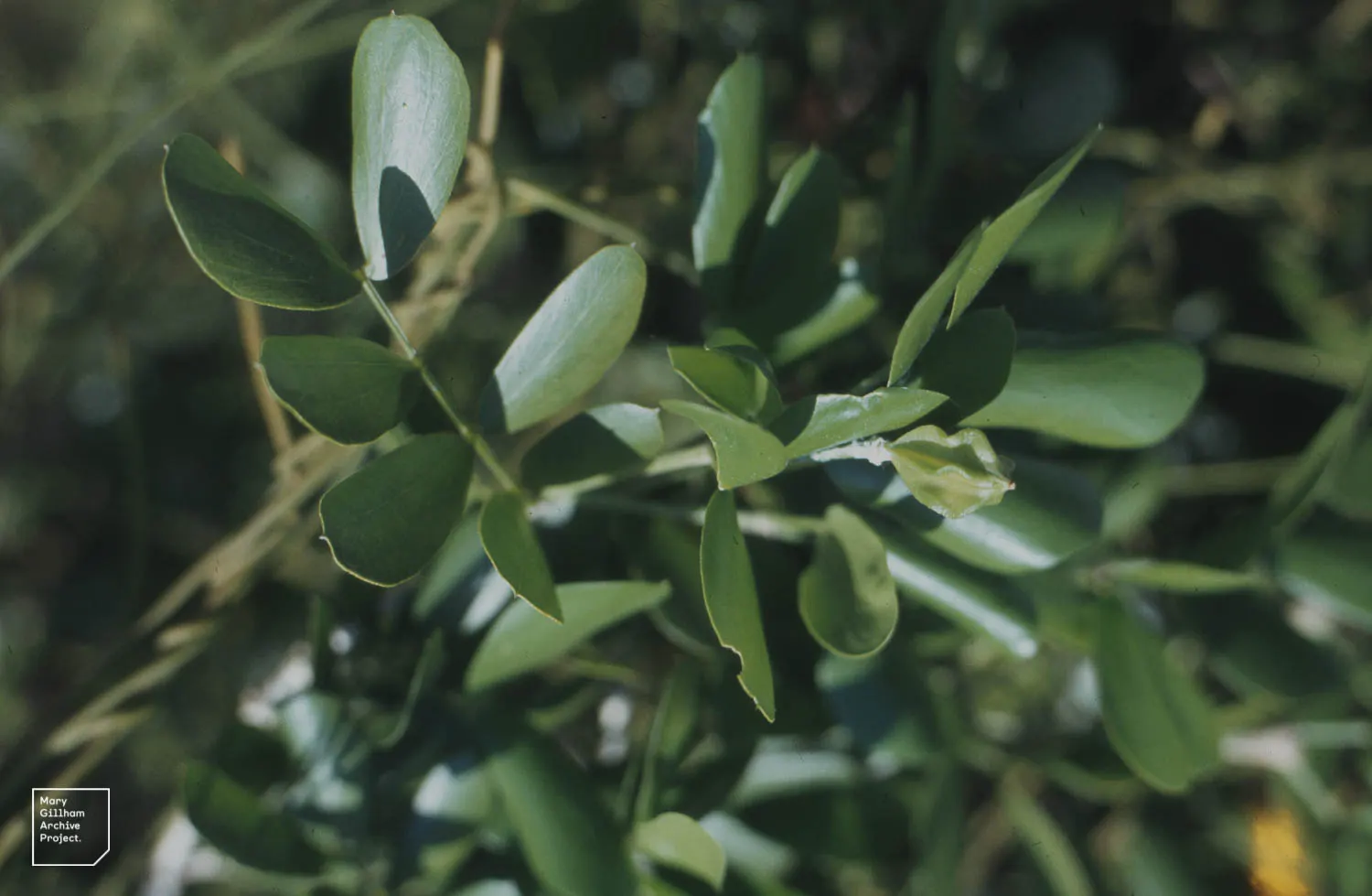 Lignum Vitae (Guaiacum Sanctum) — Guaiacum sanctum requires minimal water once established; blue flowers in the garden, image 49