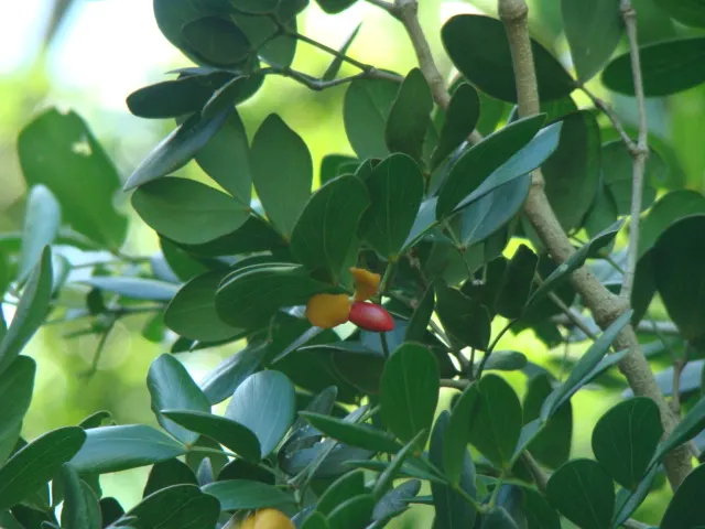 Lignum Vitae (Guaiacum Sanctum) — This native to the Caribbean and parts of the Americas reaches up to 30 ft in height