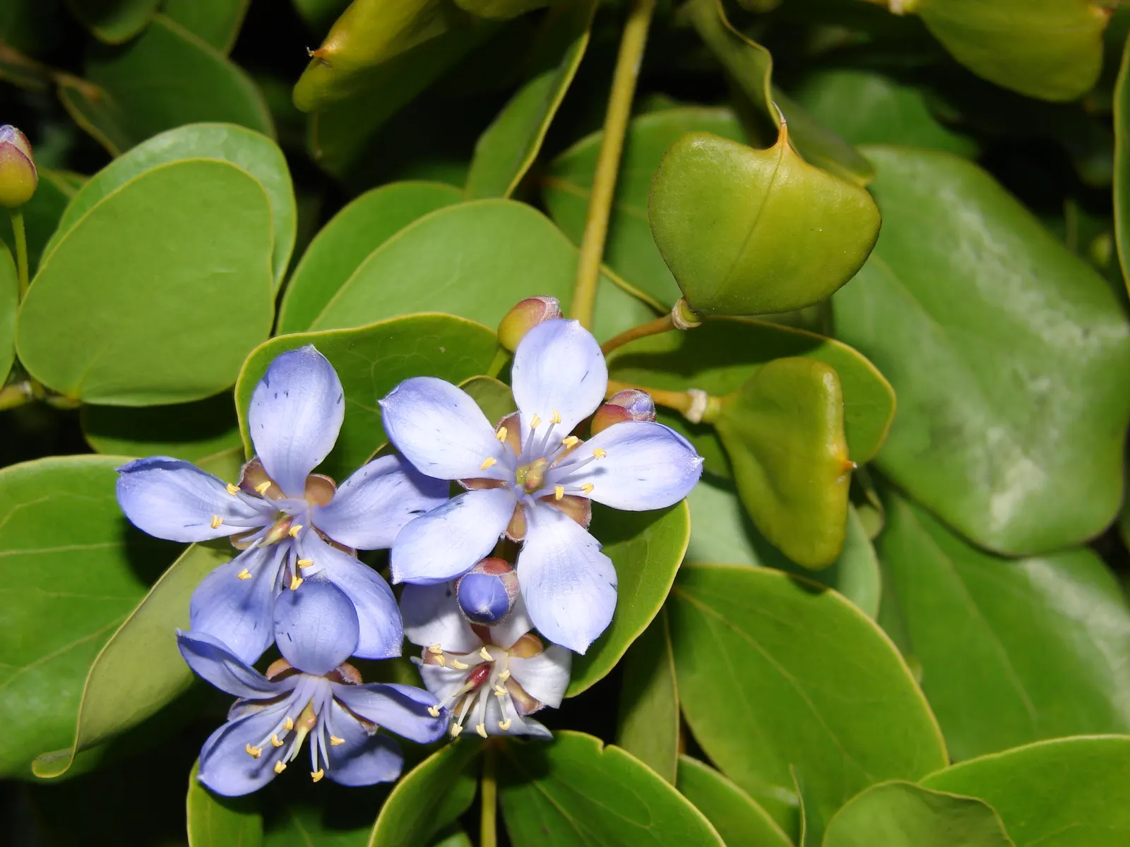 Lignum Vitae (Guaiacum Sanctum) — This native to the Caribbean and parts of the Americas reaches up to 30 ft in height; tree with blue blooms