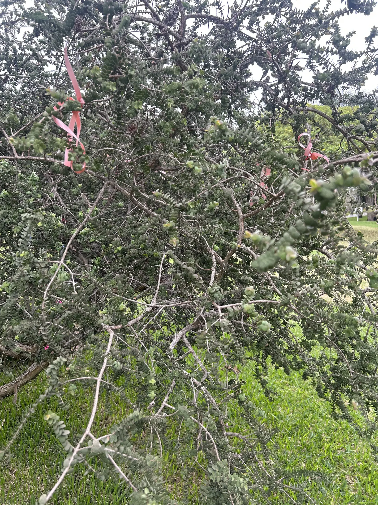 Lignum Vitae (Guaiacum Sanctum) — making it a sustainable choice for xeriscaping