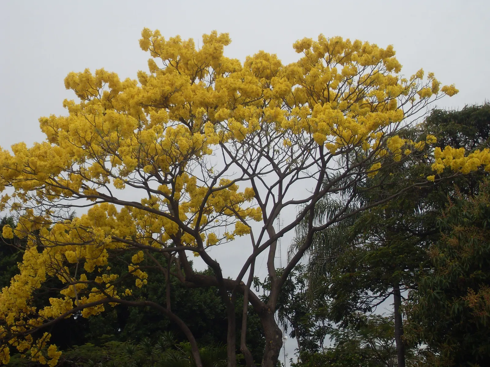 Lignum Vitae (Guaiacum Sanctum) — Guaiacum sanctum requires minimal water once established