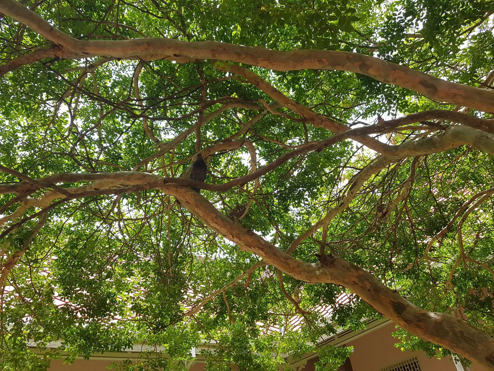 Lignum Vitae (Guaiacum Sanctum) — tree with blue blooms; often followed by the appearance of yellow-orange fruits that are about 1 inch in diameter, image 94