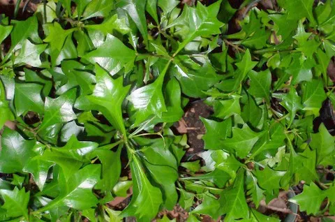 Lignum Vitae (Guaiacum Sanctum) — and resilience that can significantly enhance a landscape\'s design and functionality; whether utilized as a, image 73