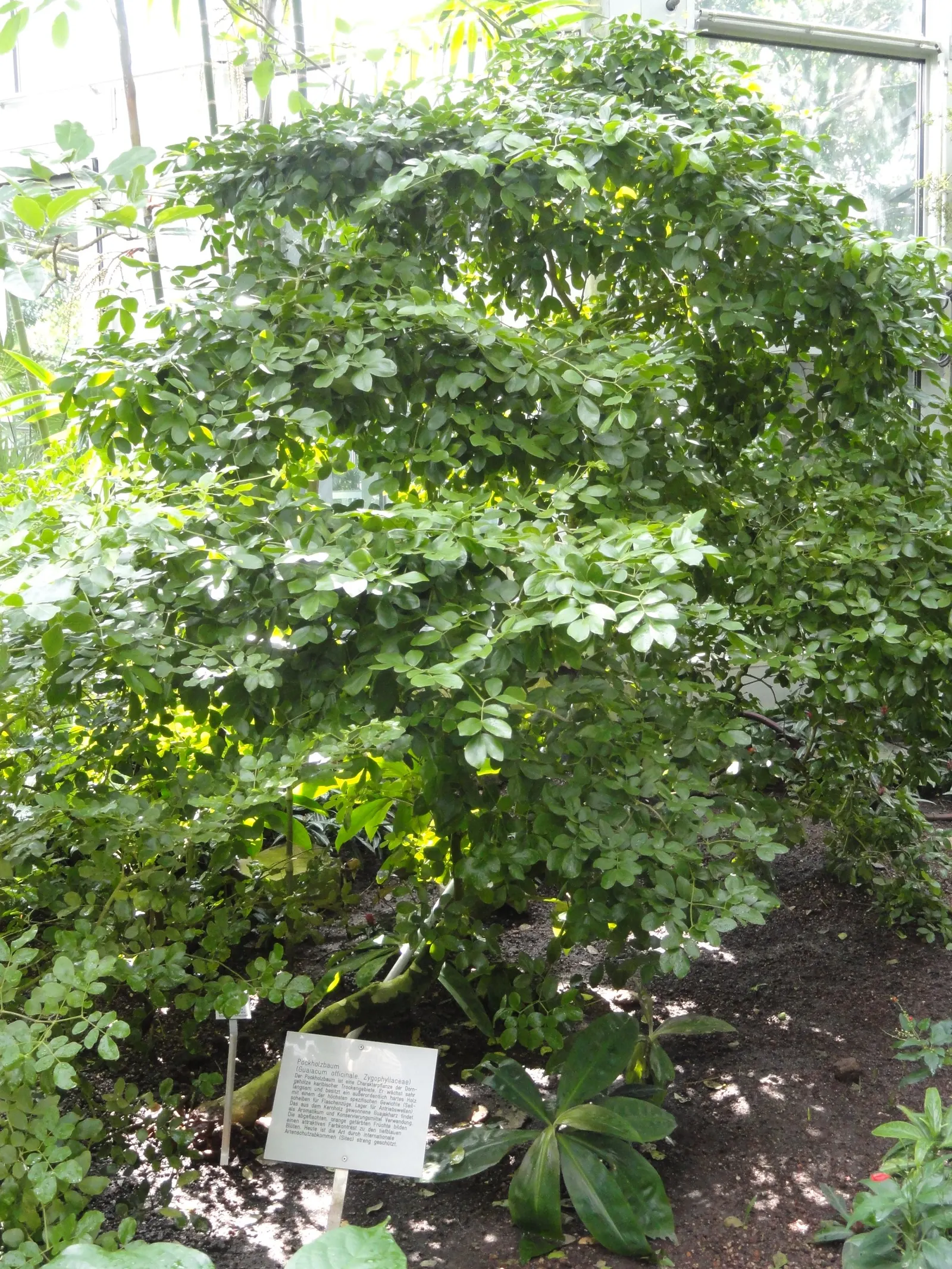 Lignum Vitae (Guaiacum Sanctum) — It\'s hardy to USDA Zone 10, able to withstand temperatures as low as 30°F without significant damage; making, image 70