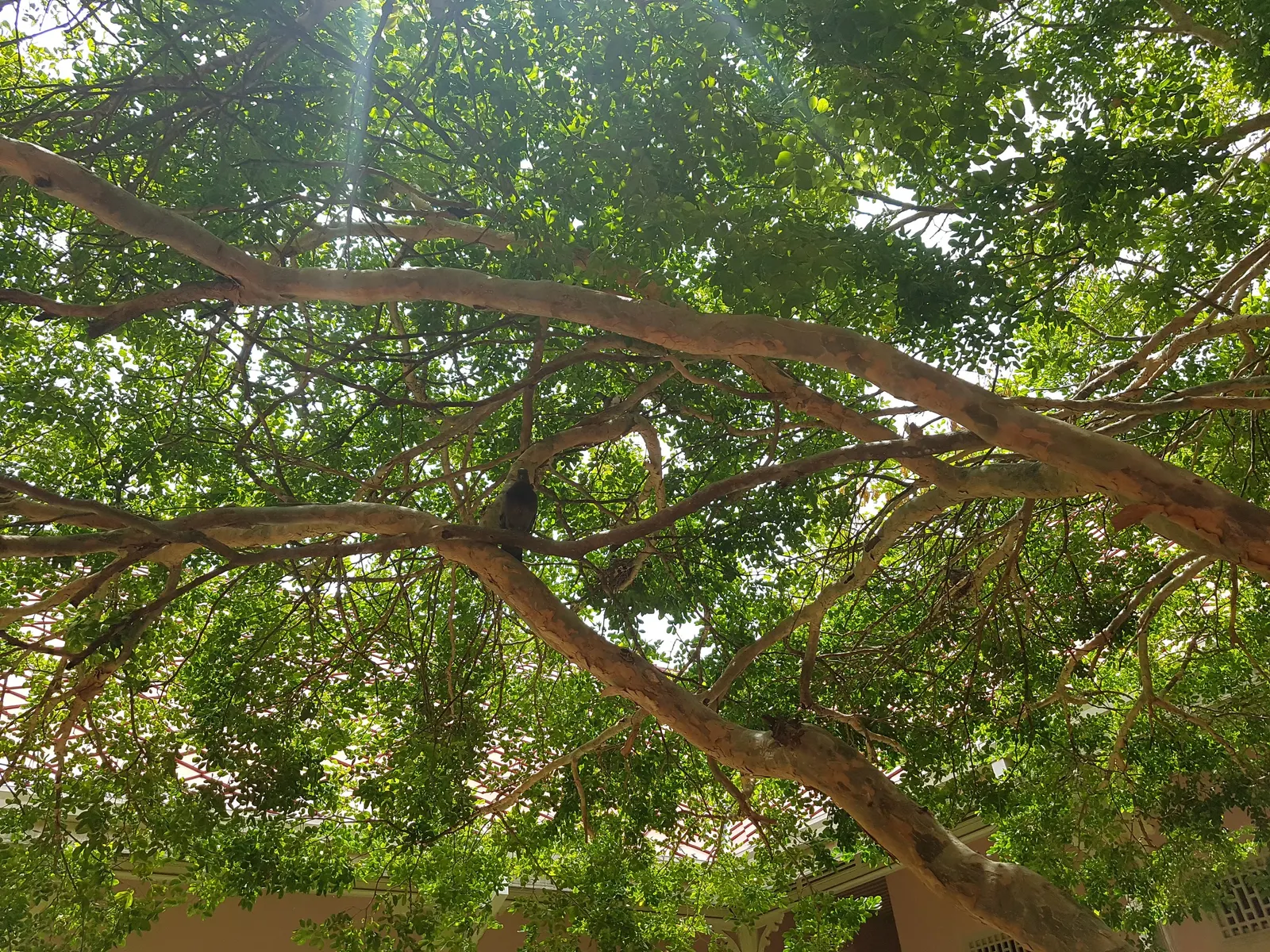 Lignum Vitae (Guaiacum Sanctum) — tree for full or half; and resilience that can significantly enhance a landscape\'s design and functionality, image 95