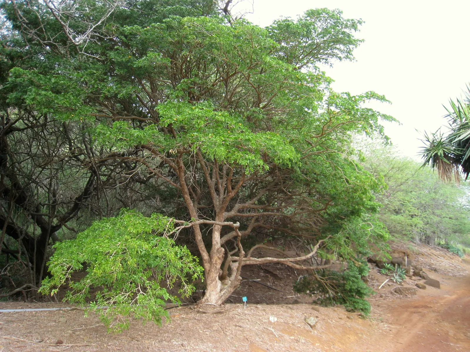 Lignum Vitae (Guaiacum Sanctum) — and resilience that can significantly enhance a landscape\'s design and functionality; whether utilized as a, image 54