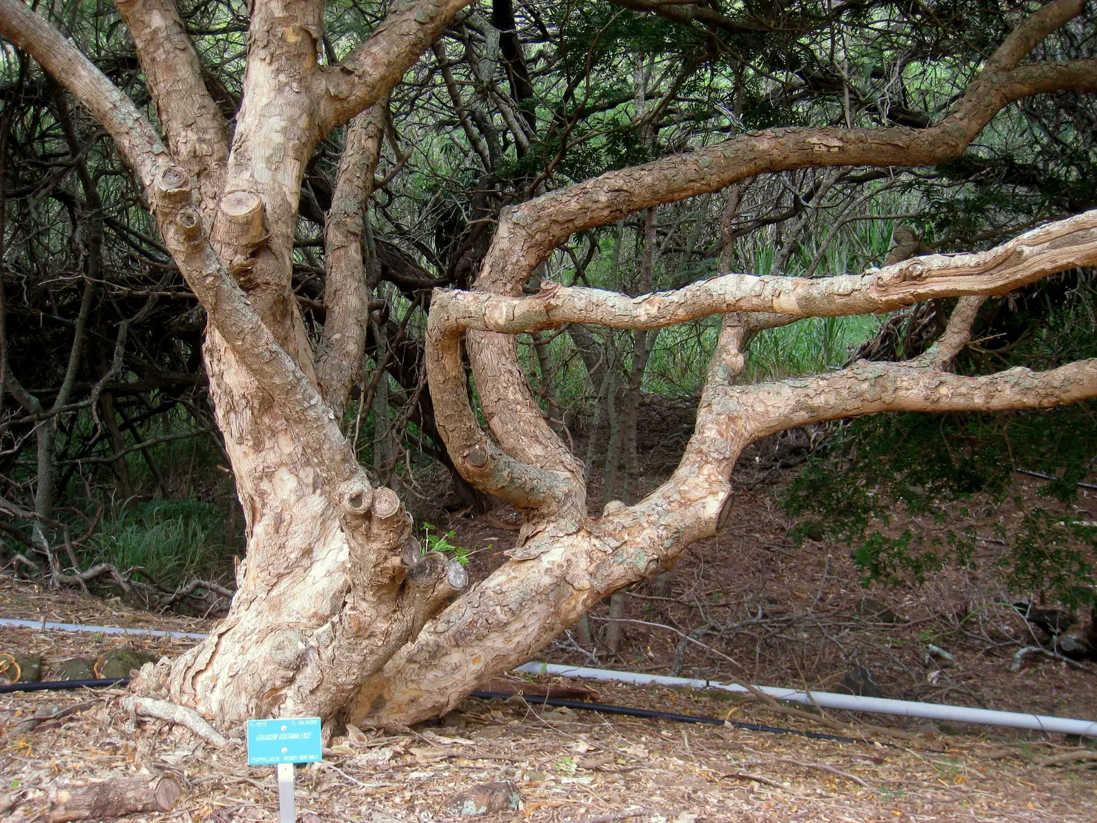 Lignum Vitae (Guaiacum Sanctum) — These elements not only add aesthetic value but also attract a diverse array of wildlife, image 48