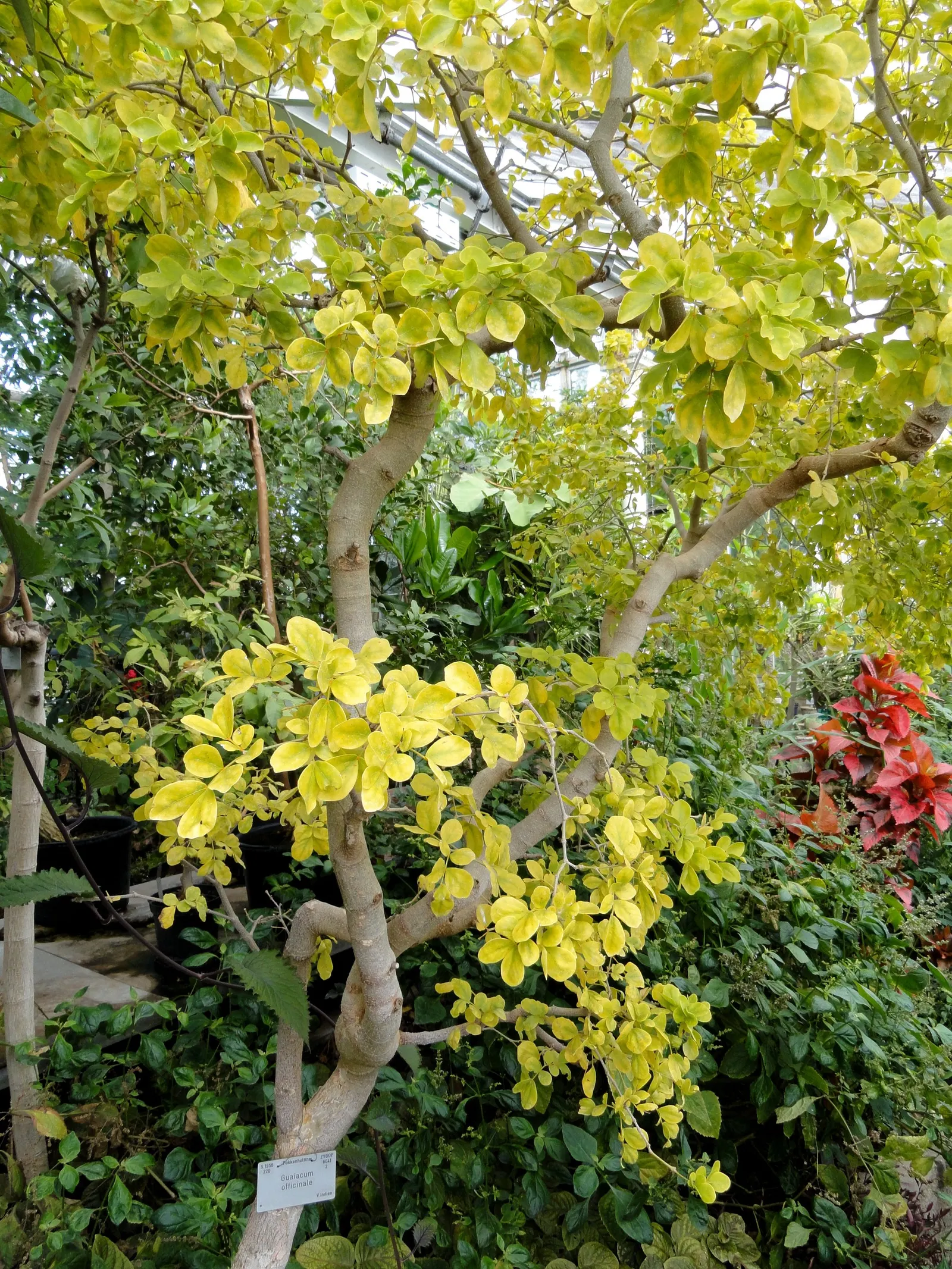 Lignum Vitae (Guaiacum Sanctum) — Guaiacum sanctum requires minimal water once established; blue flowers in the garden, image 87