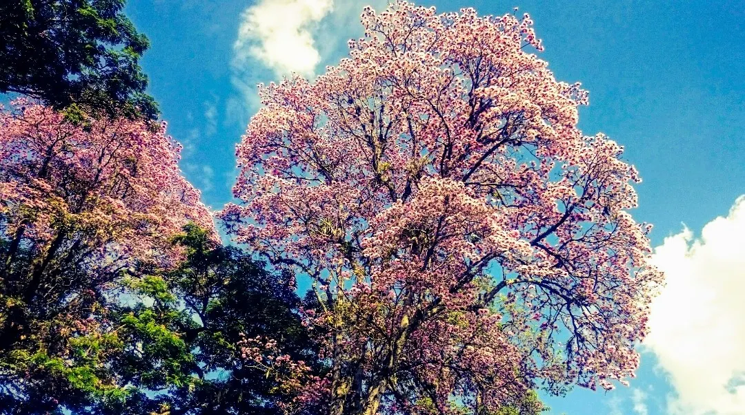 Lignum Vitae (Guaiacum Sanctum) — Lignum vitae (Guaiacum sanctum) is a slow-growing