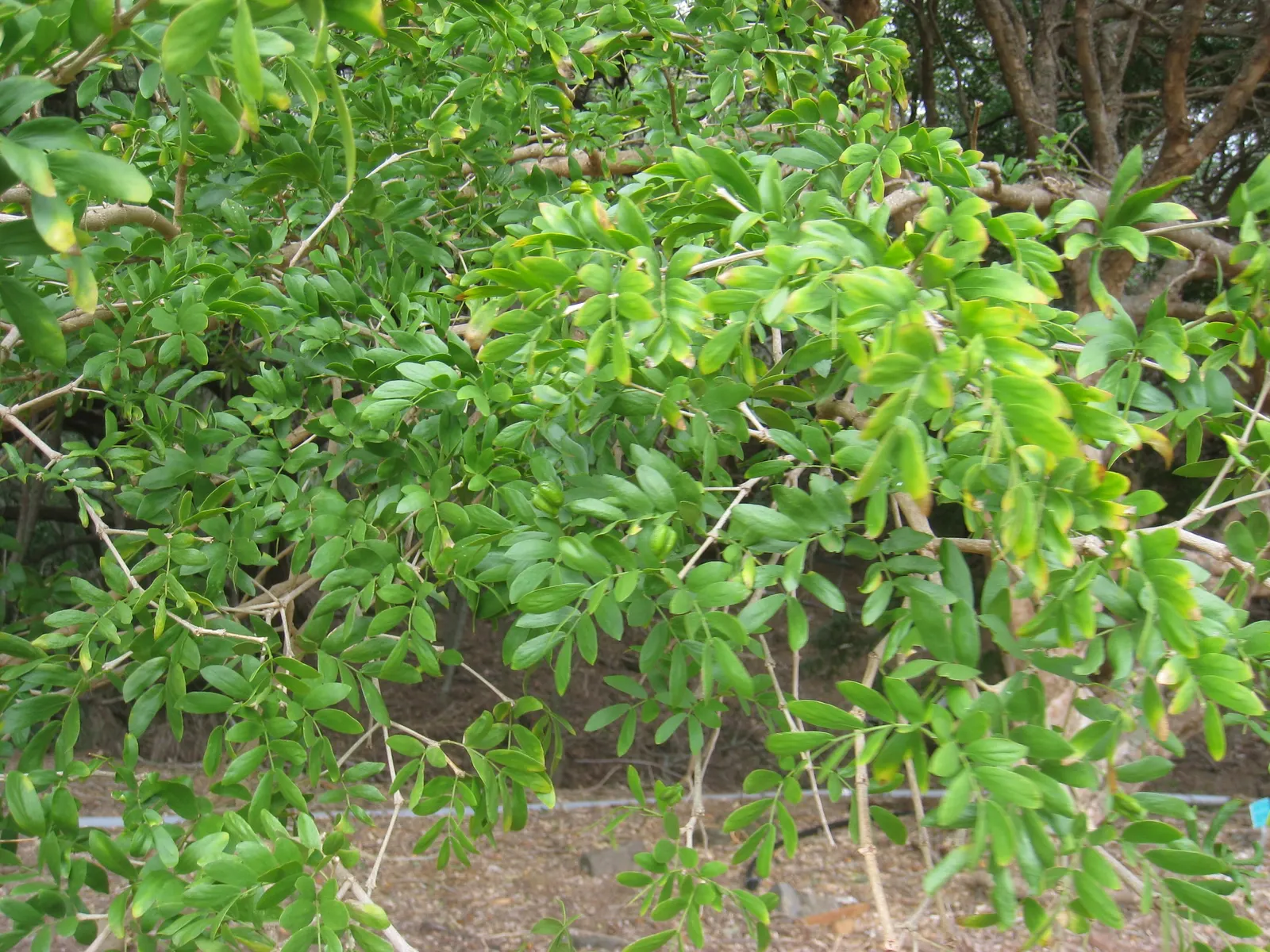 Lignum Vitae (Guaiacum Sanctum) — ornamental foliage and clusters of blue flowers; guaiacum sanctum requires minimal water once established, image 59
