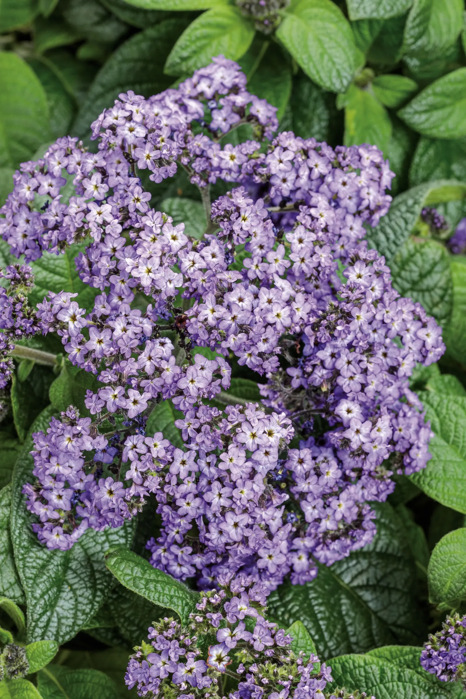 Purple Heliotrope (Heliotropium arborescens) — mounded annual prized for its plush clusters of rich purple flowers and handsome