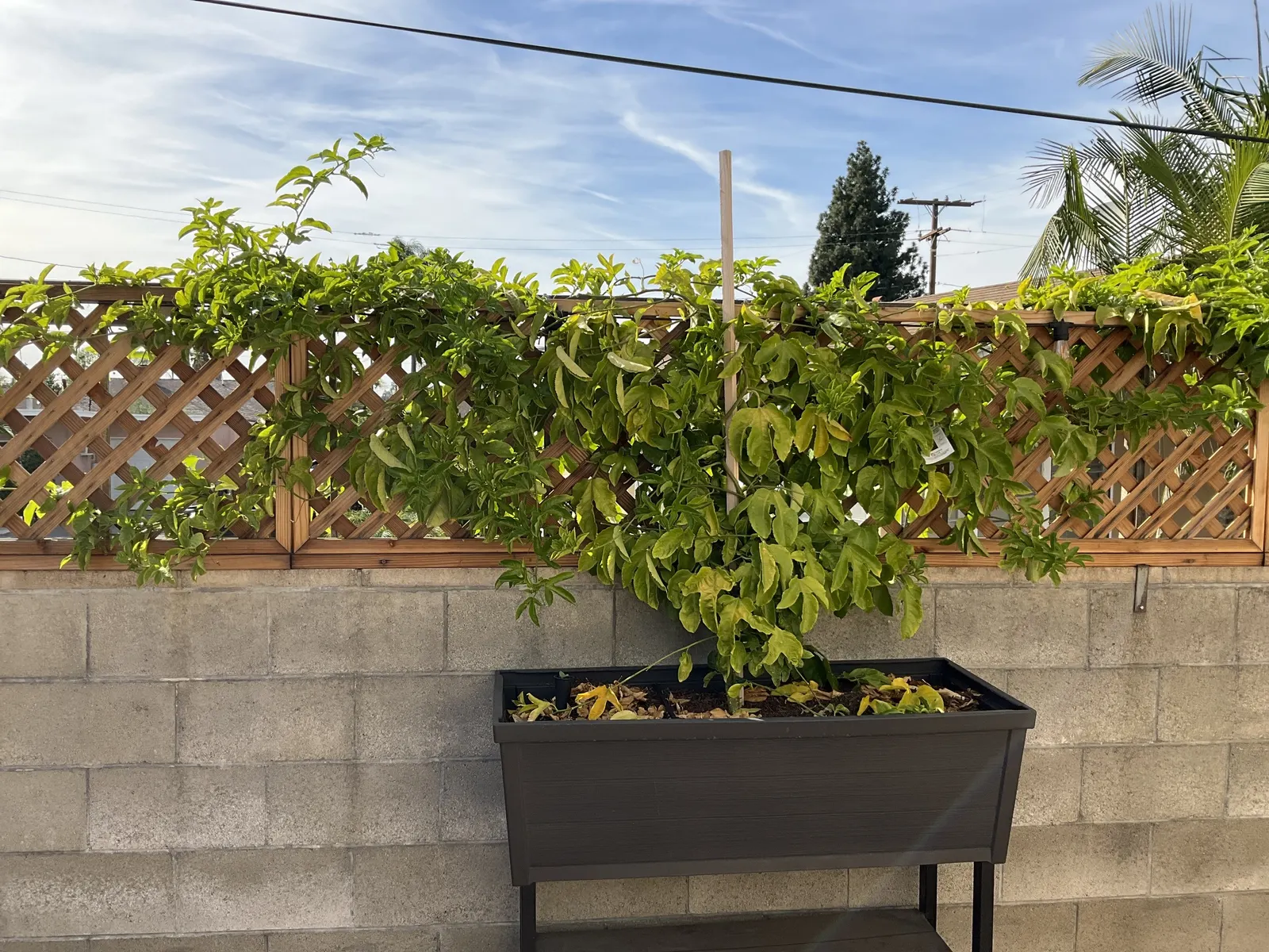Passion Fruit (Passiflora Edulis) — vine for full; offering a tangy tropical flavor, they are a superb choice for fresh eating, juices, or desserts