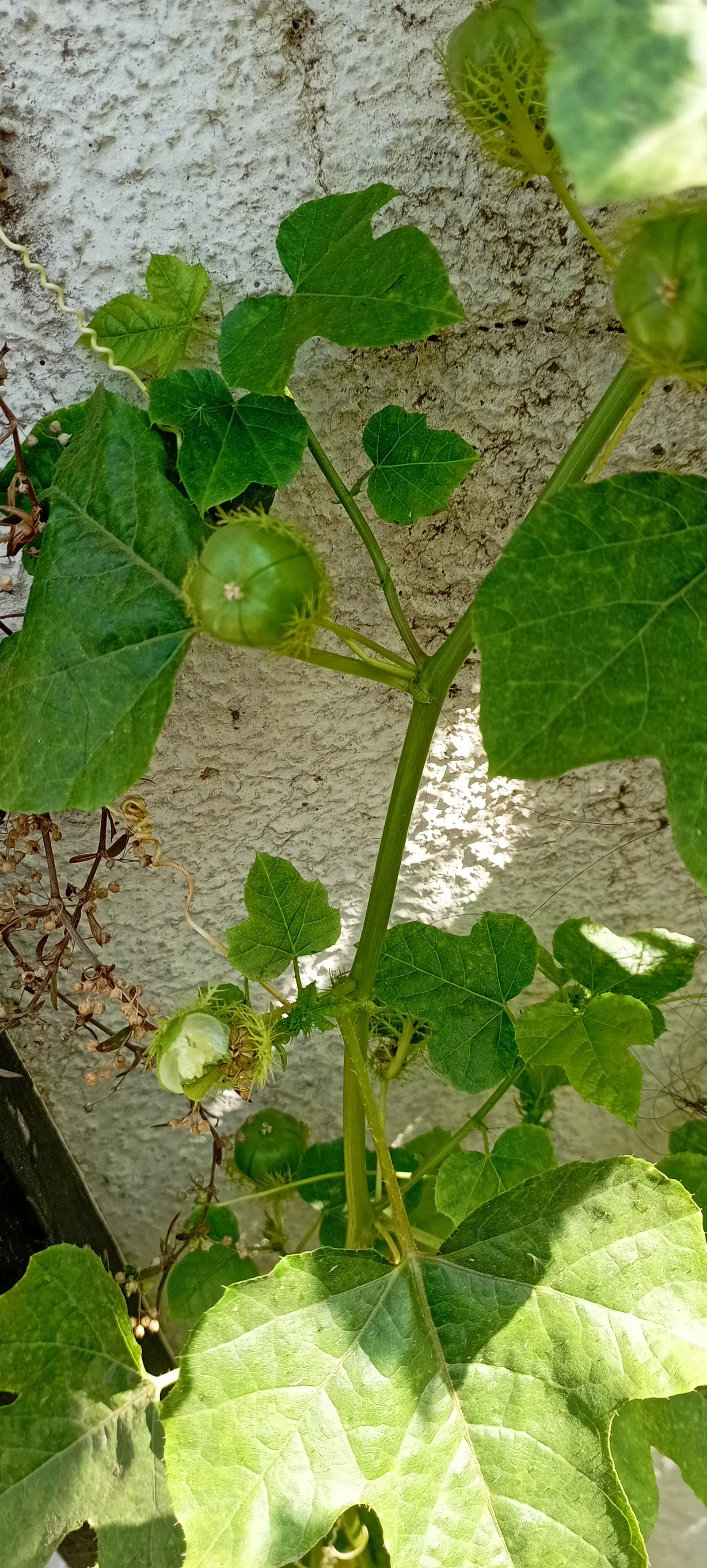 Passion Fruit (Passiflora Edulis) — The plant requires regular watering to establish, but once mature, it becomes more drought-tolerant; ranging, image 62