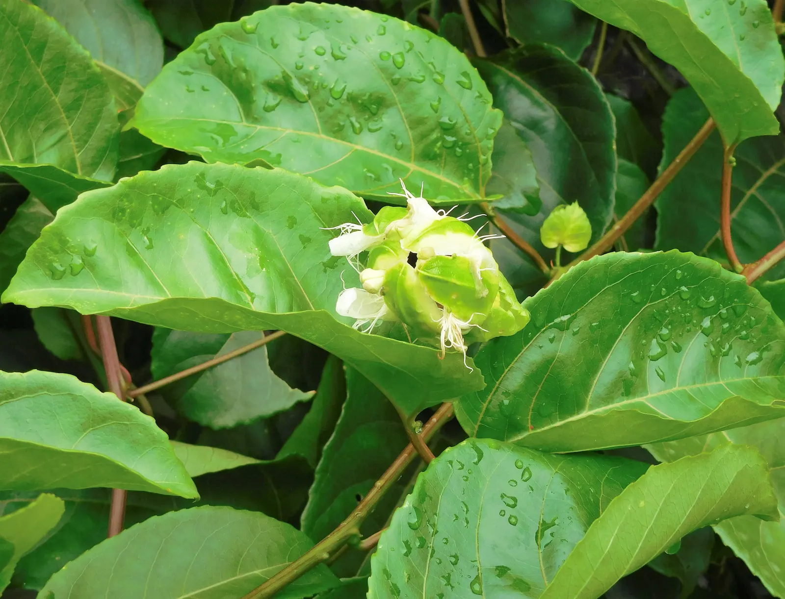 Passion Fruit (Passiflora Edulis) — Offering a tangy tropical flavor, they are a superb choice for fresh eating, juices, or desserts; vine with, image 66