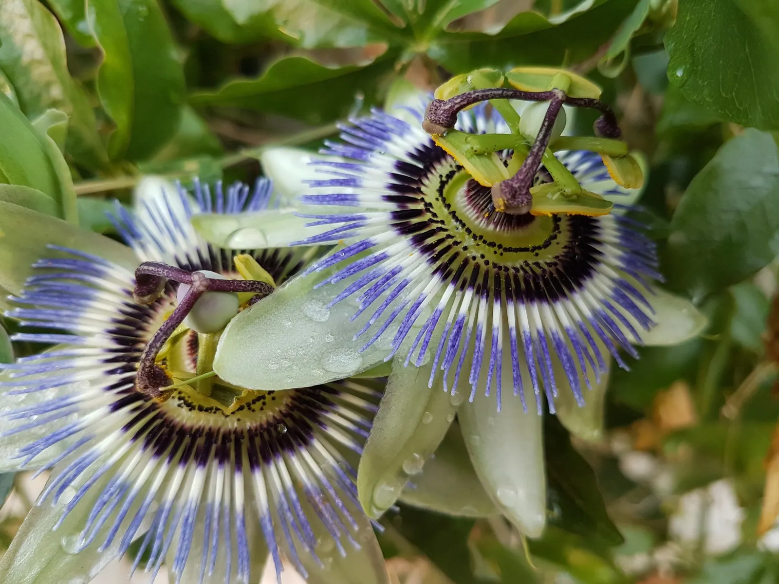 Passion Fruit (Passiflora Edulis) — This vigorous climber can swiftly cover fences; perennial vine celebrated for its striking flowers and, image 54