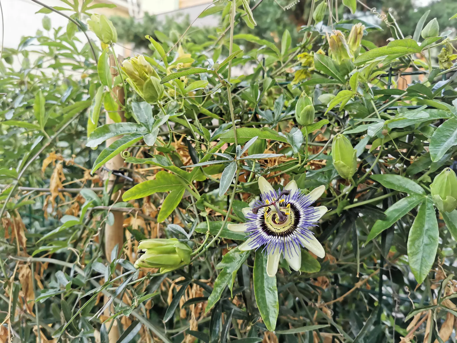 Passion Fruit (Passiflora Edulis) — Offering a tangy tropical flavor, they are a superb choice for fresh eating, juices, or desserts; vine with multi-colored